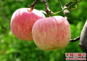 头条种水果,探索绿色农业新趋势