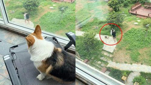 带你吃瓜狗子吵架,带你领略网络热议瞬间