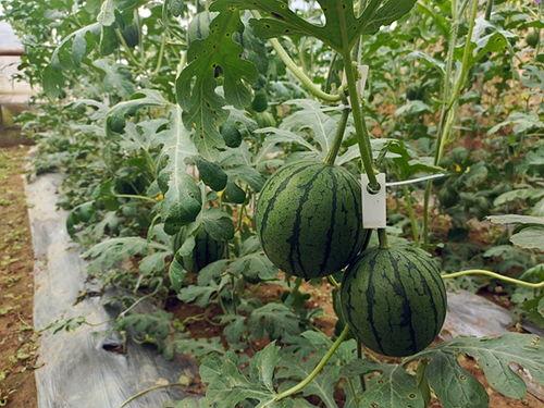 五一最新吃瓜,盘点那些年我们一起“瓜”过的热点事件