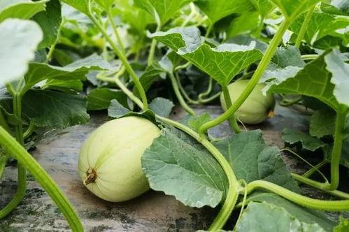 hc团播吃瓜,揭秘娱乐圈吃瓜背后的真相