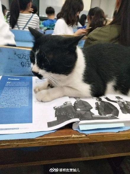 头条中最惨的猫,最惨猫咪遭遇，网友泪目