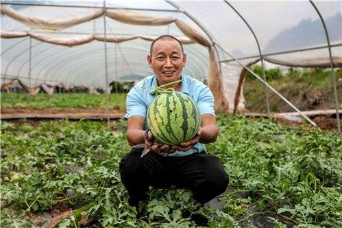 天府新区吃瓜事件,一场网络热议背后的真相揭秘