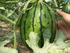 希望之村瓜怎么吃,探索希望之村瓜的多样美味食用方法