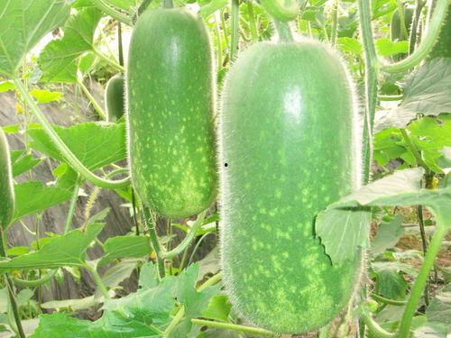 陌煞有瓜吃吗,揭秘神秘世界的美食之旅